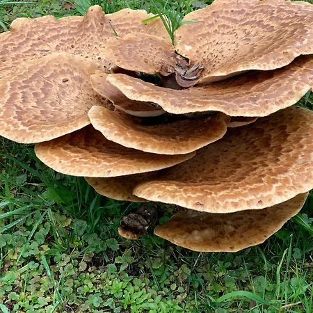 Kammblick Grobming