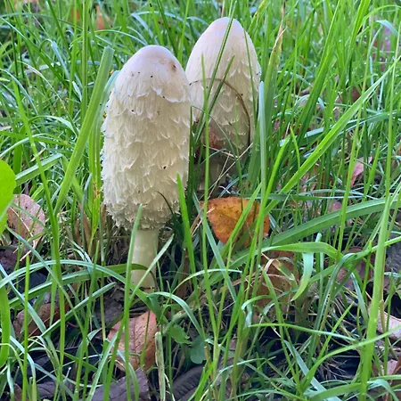 Kammblick Grobming