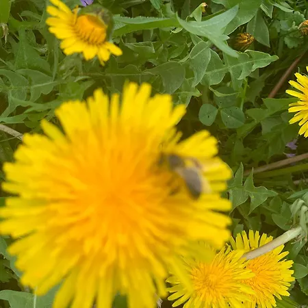 Kammblick * Grobming