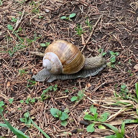 Kammblick Apartment Grobming