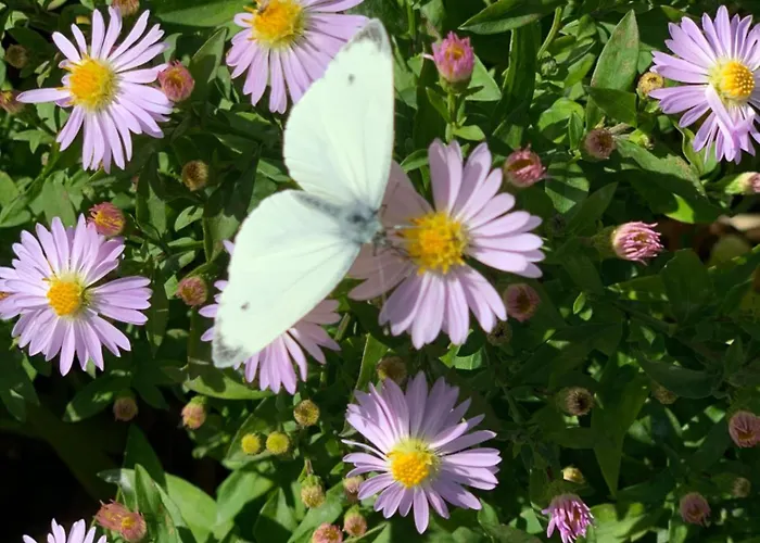 Kammblick Appartement