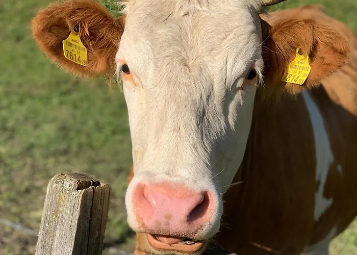 Kammblick Appartement *