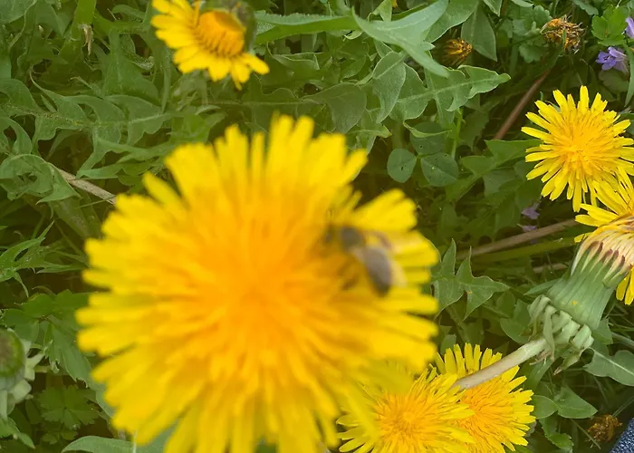 Kammblick * Grobming